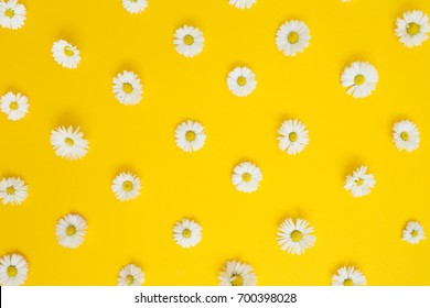 Floral pattern of white chamomile daisy flowers on yellow background. Flat lay, top view. Floral background. Pattern of flower buds.