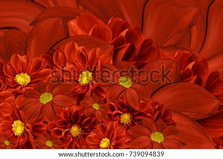 Floral red background of flowers of dahlia. Bright flower arrangement. A bouquet  of  red dahlias. Nature.
