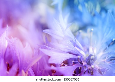 Floral soft tender  background from blue fresh cornflowerdefocused s macro image – Stockfoto