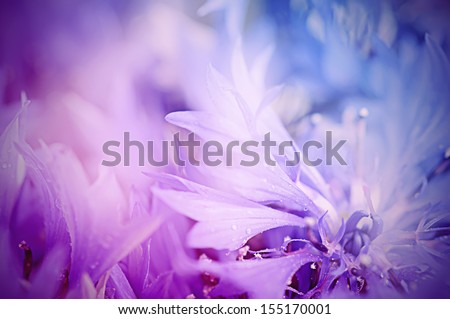 Floral soft tender  background from blue fresh cornflower defocused  macro image