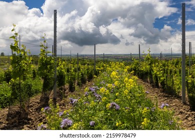 Floral Spacing In Organic Vineyard, Southern Moravia, Czech Republic