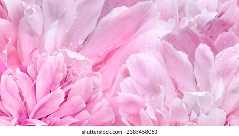 Floral spring background. Petals     peonies. Close-up. Nature. - Powered by Shutterstock