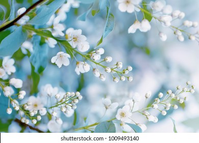 Floral spring background, soft focus. Branches of blossoming bird-cherry (Prunus padus) in spring outdoors macro in vintage light blue pastel colors. Delicate elegant airy artistic image of spring.