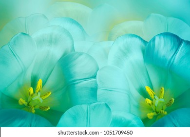 Floral  Spring   Turquoise  Background.  Flowers  Turquoise Tulips Blossom. Close-up.