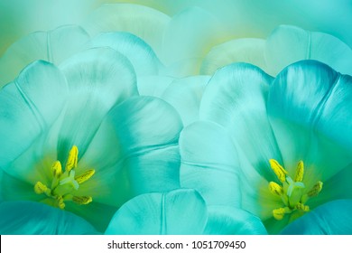 1,774,720 Flower blue yellow Images, Stock Photos & Vectors | Shutterstock