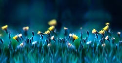 Floral Summer Spring Background. Yellow Dandelion Flowers Close-up In A Field On Nature On A Dark Blue Green Background In Evening At Sunset. Colorful Artistic Image, Free Copy Space