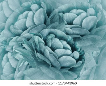 Turquoise Flower Images, Stock Photos & Vectors | Shutterstock