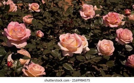 Floral. View of Rosa Elle flowerbed. Pink roses blooming in spring in the park.