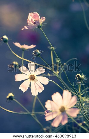 Similar – Image, Stock Photo Cosmea blossoms in late evening light, vintage mood, flowers