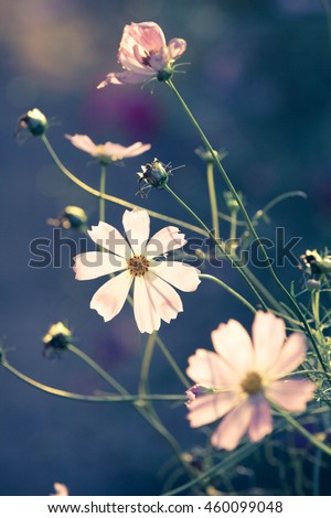 Similar – Image, Stock Photo Cosmea blossoms in late evening light, vintage mood, flowers