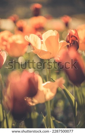 Floral wallpaper banner, sunny park garden landscape. Closeup buds of tulips with fresh green leaves at blur floral background with copy space. Spring tulip bloom in spring season, love flowers