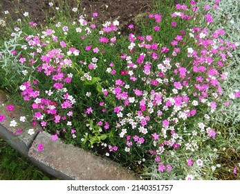 Floral Wallpaper With White And Pink Carnation Blooming Flowers. Dianthus Deltoides