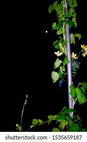 
Floral Wedding Decorations Set Against A Night Sky Back Drop With A Full Moon