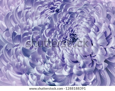 Floral white-blue  background. Flower blue chrysanthemum close-up. Chrysanthemum petals. Nature.