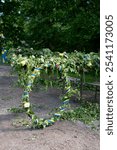 floral wreath on midsummer tree. symbol of Summer Solstice Day, Midsummer holiday. Sweden, Varmdo.