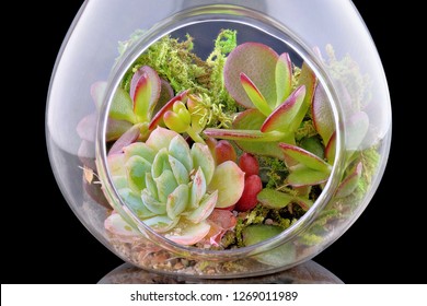 Florarium. Close-up of a mini set of succulents arrangement in a light bulb isolated on black background. Miniature colorful group of succulent plants inside glass hanglamp - Powered by Shutterstock