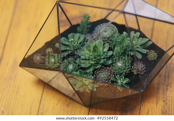 Florarium Glass Vase Succulent Plant Miniature Stock Photo Edit