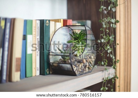 florarium with plants succulents stands on a bookshelf