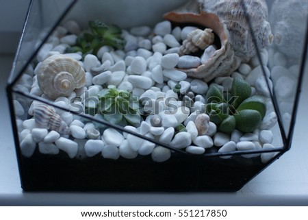 Florarium with shells and succulent standing on window