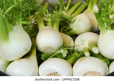 Florence Fennel Bulbs For Sale At Food Stall At Rialto Market In Venice, Italy