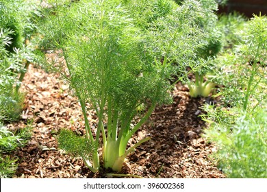 Florence Fennel Herb Garden