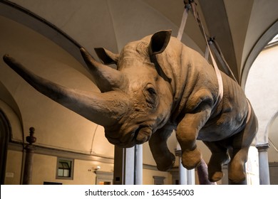 FLORENCE, ITALY - 26, MARCH, 2016: Wide Angle Picture Of Rhinoceros Statue Inside Of Natural History Museum In Florence, Italy