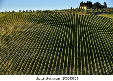 FLORENCE, ITALY,  - October. 16. 2009: aerial view of Vineyard, Chianti in Central Tuscany, famous wine making region in Italy