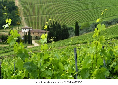 Florence, May 2020: Beautiful green vine leaves in a vineyard in Chianti region near Florence with a farmhouse on background, Tuscany. Italy.