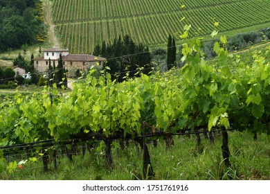 Florence, May 2020: rows of green vineyards in Chianti region near Florence with a farmhouse and cypresses on background, Tuscany. Italy.