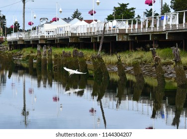 Florence Oregon Wildlife