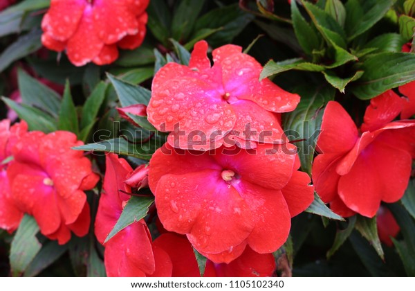 Flores Hermosas Del Paisaje Colombiano Que Stock Photo Edit Now