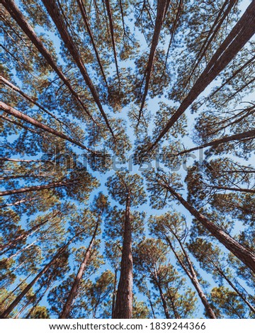 Florest with big trees - Down view of green trees and blue sky - Nature in Brazil woods