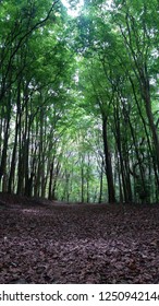 Florest
Trail
Nature