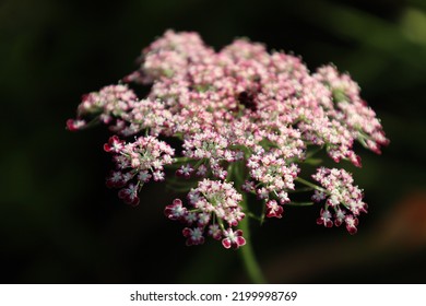 Florets Cluster Of Wild Carrot