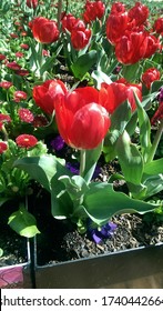 Floriade Canberra Flower Close Up