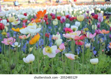 Floriade Canberra Multiple Coloured Flowers