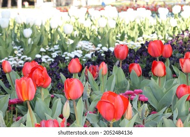 Floriade Canberra Red Flower Show