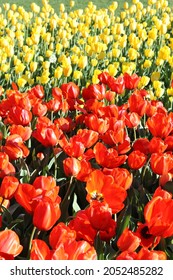 Floriade Canberra Red Flower Show