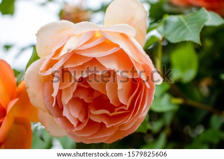 Floribunda, A apricot fragrant Flower or apricot floribunda Montana, or jude the obscure rose.