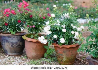 Floribundas Rose In Pot