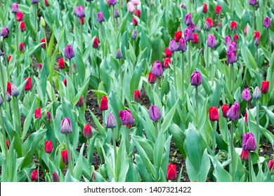 Floriculture Fields Of Tulips. Flower Business. Vivid Pink And Purple Tulips