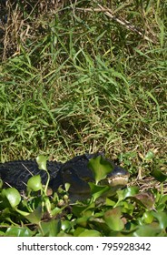 Florida Air Boat Tour