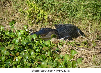 Florida Air Boat Tour