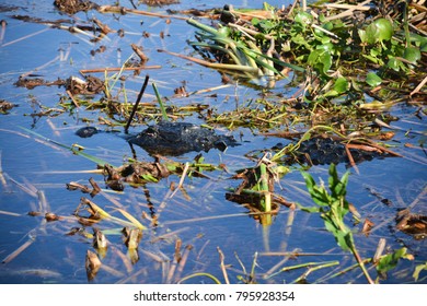 Florida Air Boat Tour