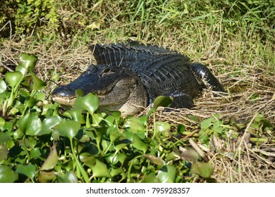 Florida Air Boat Tour