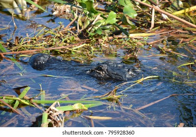 Florida Air Boat Tour