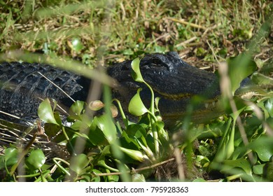 Florida Air Boat Tour