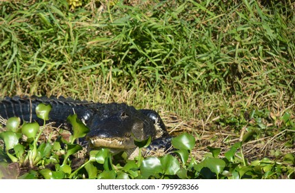 Florida Air Boat Tour