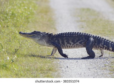 Florida Alligator Crossing The Road