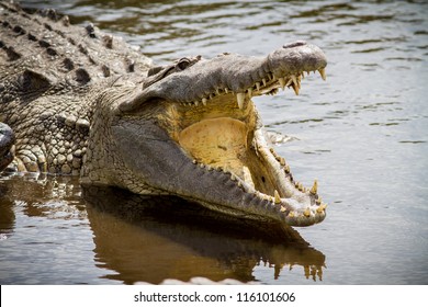 Florida Alligator With Mouth Open